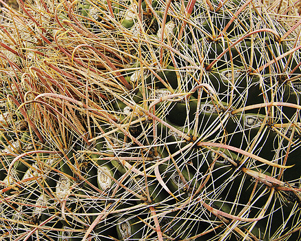 spines of barrel cactus